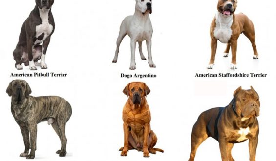 Tehlike Arzeden Köpek Irkları ile İlgili Mevzuat Güncellendi