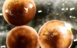 Moleküler Biyoloji ve Yapay Zekanın Kombinasyonu: Xenobotlar