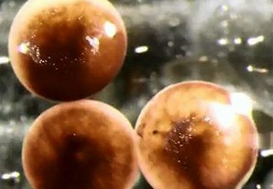 Moleküler Biyoloji ve Yapay Zekanın Kombinasyonu: Xenobotlar