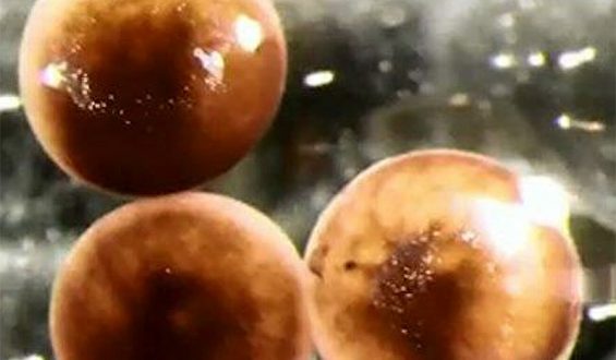 Moleküler Biyoloji ve Yapay Zekanın Kombinasyonu: Xenobotlar